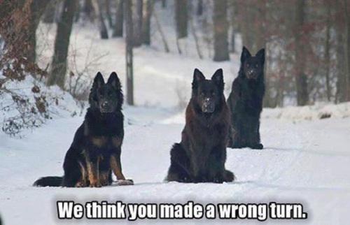 German shepherd refrigerator - ,