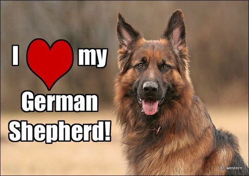 German shepard refrigerator - german,